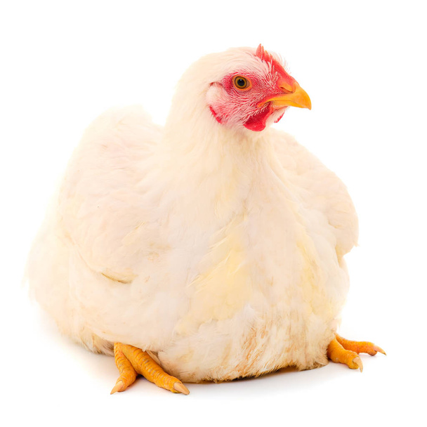 White hen isolated. - Фото, изображение