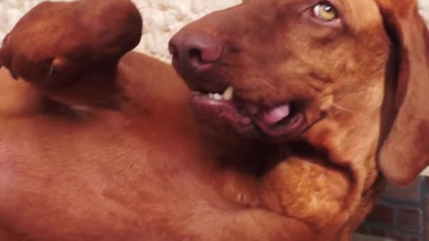 vizsla Hund - Filmmaterial, Video