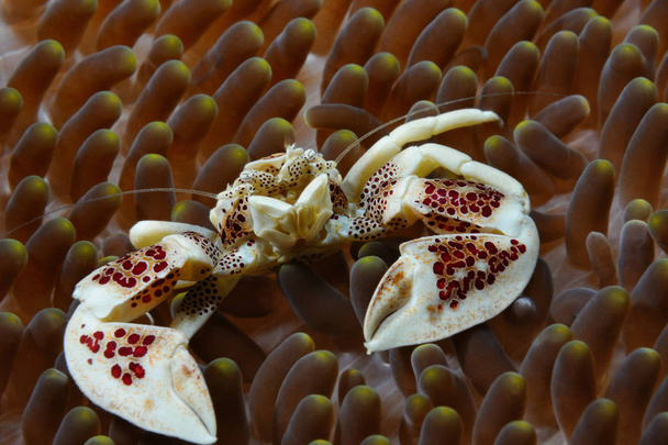 Rák anemonban - Fotó, kép