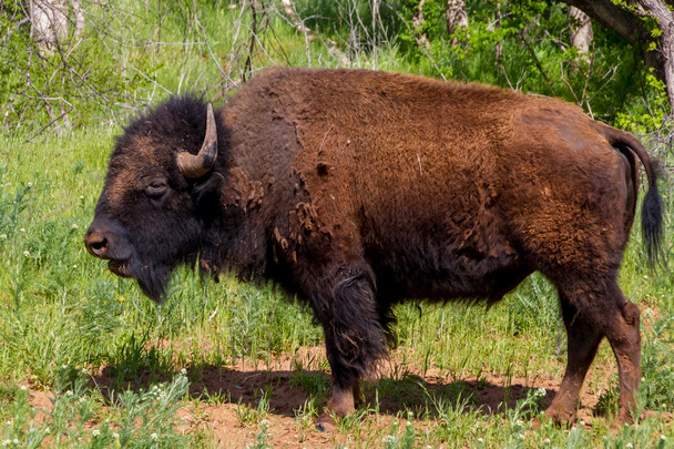 An Iconic Wild Western Symbol - the American Bison (Bison bison), also Known as the American Buffalo, Living on the Range in Oklahoma. - Photo, Image
