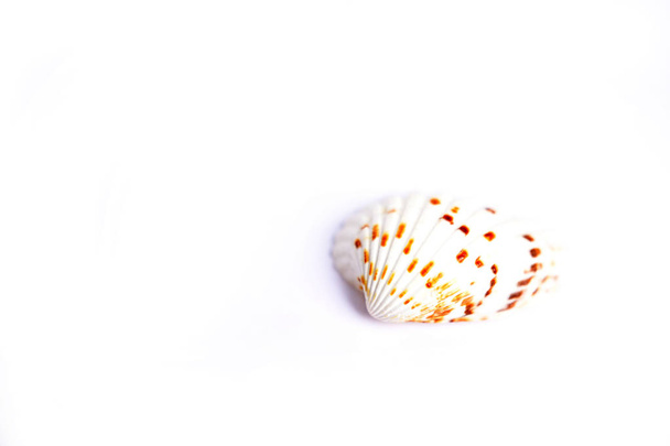 Seashell eristetty valkoisella pohjalla - Valokuva, kuva