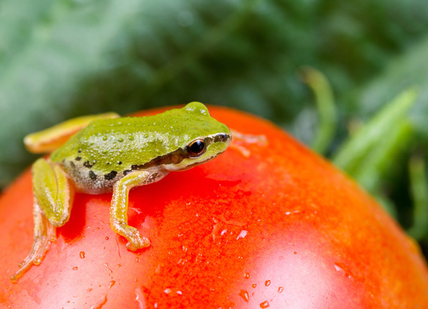 Green Frog in Vegetable Garden - Foto, Bild