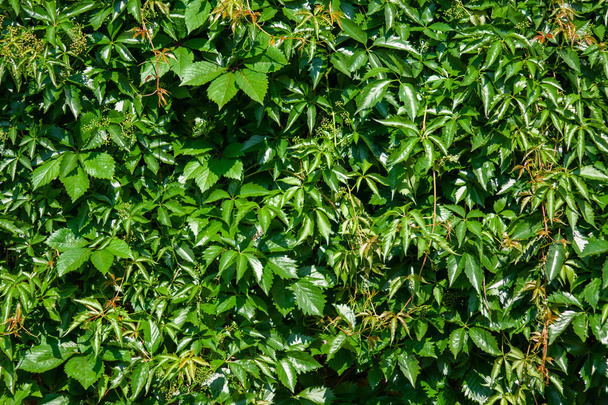 Pared verde de hojas de uvas silvestres de cinco hojas
. - Foto, Imagen