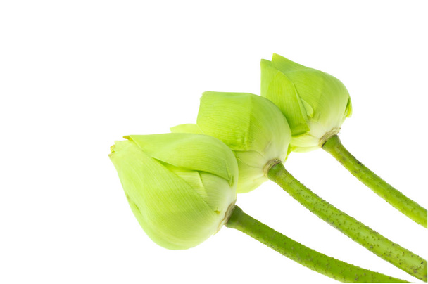 Čerstvě zelený lotonový květ na bílém pozadí - Fotografie, Obrázek