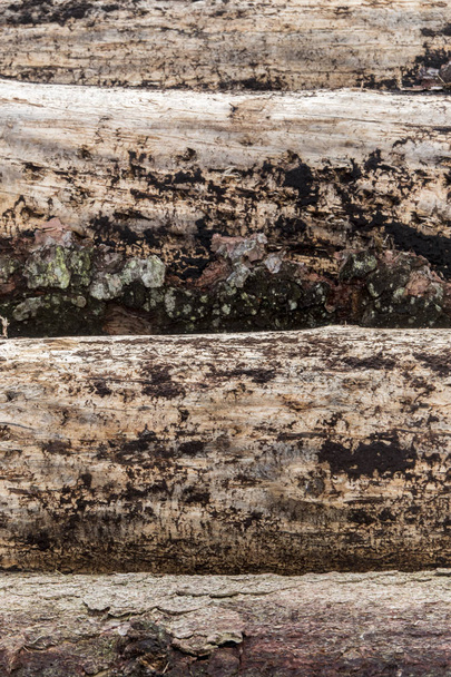 dakti-gecit böceği ile ormanın kitle imhası - Fotoğraf, Görsel
