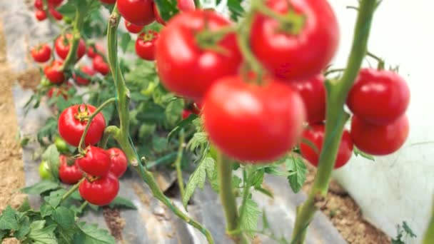 Dojrzewające pomidory w ogrodzie. - Materiał filmowy, wideo