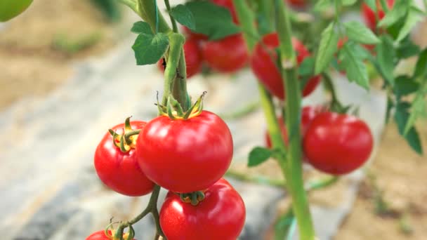 Tomates rojos maduros creciendo en la rama en el jardín orgánico
. - Metraje, vídeo