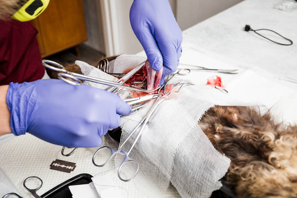 Αποστείρωση μιας γάτας. Χειρουργική επέμβαση στην κοιλιακή χώρα στο κοντινό της μήτρας. Κτηνιατρική χειρουργική επέμβαση γάτας, ουρολιθίαση. - Φωτογραφία, εικόνα