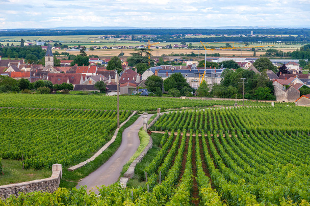 Closeup panoramatický výstřel řady letní vinice malebná krajina, pl - Fotografie, Obrázek