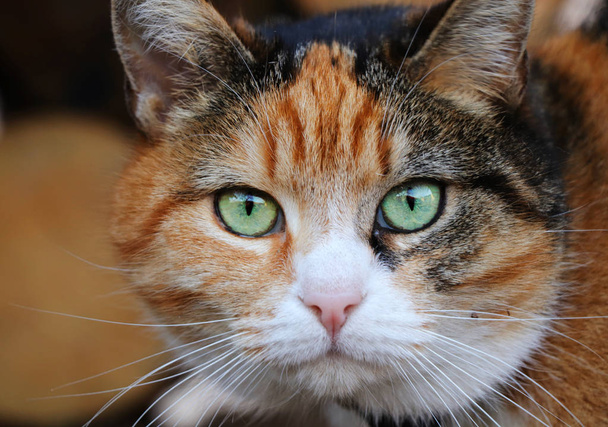 Η βασίλισσα των γατιών στο δρόμο μας. Είναι το αφεντικό αυτής της εταιρίας γάτας. Αυτή είναι η κυρία Μίκα. Λαμπερά και μαγικά πράσινα μάτια. Κοντά στο κεφάλι της γάτας. Μαύρο και κοκκινομάλλα πρόσωπο με μαγικά πράσινα μάτια - Φωτογραφία, εικόνα