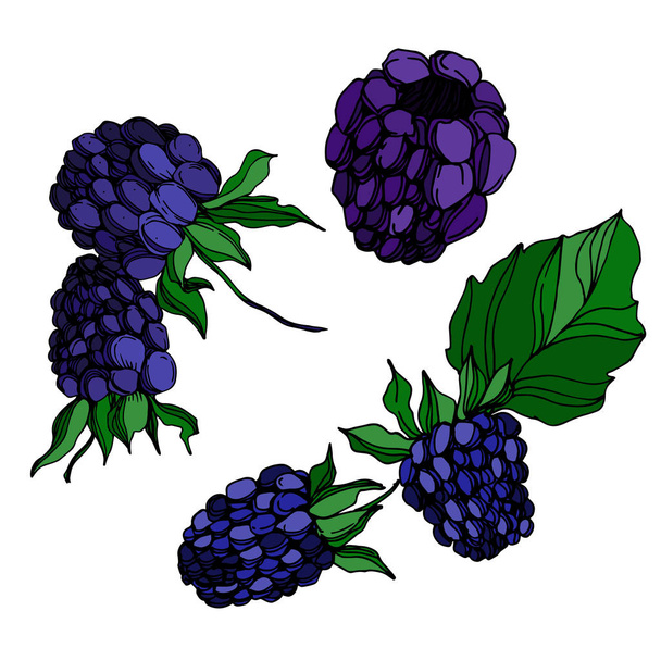 Vector Blackberry healthy food. Black and white engraved ink art. Isolated berry illustration element. - Vector, Image
