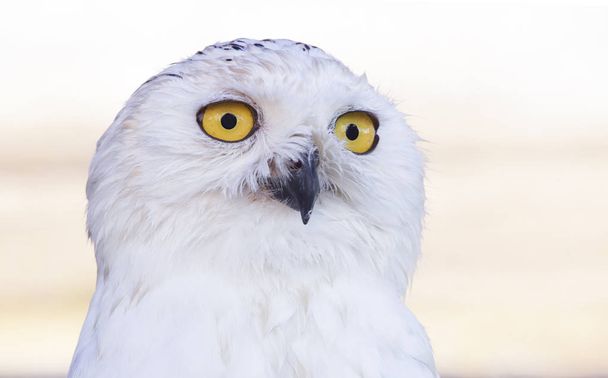 Lumi pöllö pään ammuttu tai Bubo scandiacus
 - Valokuva, kuva