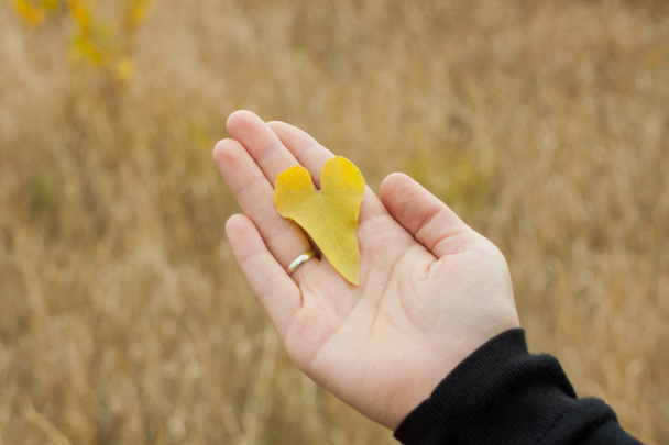Hoja en forma de corazón en una mano. Colorido otoño hojas fondo de pantalla, hermosa naturaleza
. - Foto, Imagen