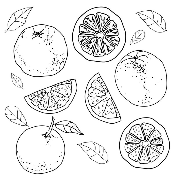 Handdrawn set of oranges.Hand drawn sketch style citrus fruits drawing for cards, banners, package design - Vector, afbeelding