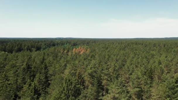The camera flies over a picturesque forest - Video, Çekim