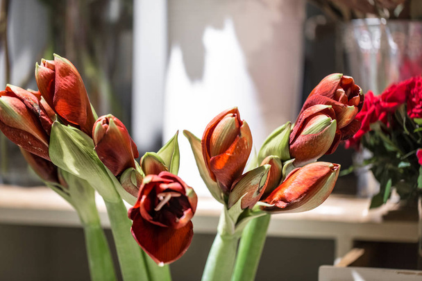 Екзотичними квітами є червоні Амаріллі і артишок
 - Фото, зображення