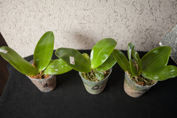 Arka plan bulanık üzerinde tencerede güzel nadir orkide - Fotoğraf, Görsel
