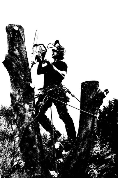 Fällung eines hohen Baumes - Foto, Bild