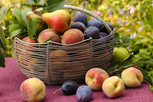 Cesta de frutas do outono: maçãs, peras, ameixas e pêssegos em uma mesa no jardim, Alguns dos frutos jaz na mesa, Orientação horizontal, Fechar
 - Foto, Imagem