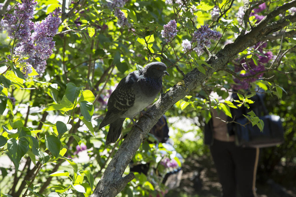 Taube sitzt auf einem Zweig des blühenden Flieders sonnigen Frühlingstages im Stadtpark - Foto, Bild