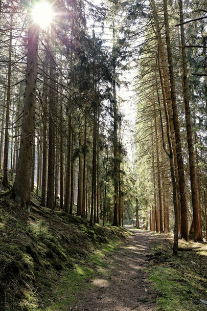 Un seul chemin droit dans les bois contre le soleil
 - Photo, image