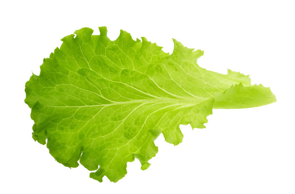 Green lettuce leaf isolated without shadow - 写真・画像