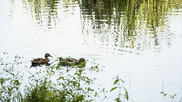 Wild ducks on the pond - Фото, зображення