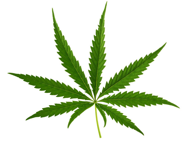 Liście marihuany izolowane na białym tle bez ścieżki przycinającej - Zdjęcie, obraz
