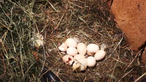 Noworodki kurczaki i jaja w gnieździe. - Materiał filmowy, wideo