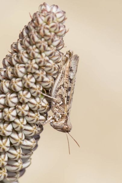 Calliptamus cf barbarus Eurasian Pincer Grasshopper grasshopper feeding on a toxic plant Urginea maritima - Photo, Image