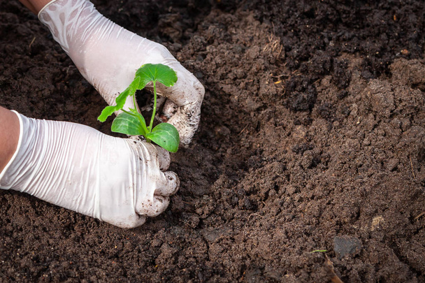 Female hands in gloves plant cucumber seedlings in the ground. - Фото, изображение