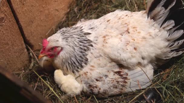 Nesting madre gallina con polluelos
. - Metraje, vídeo