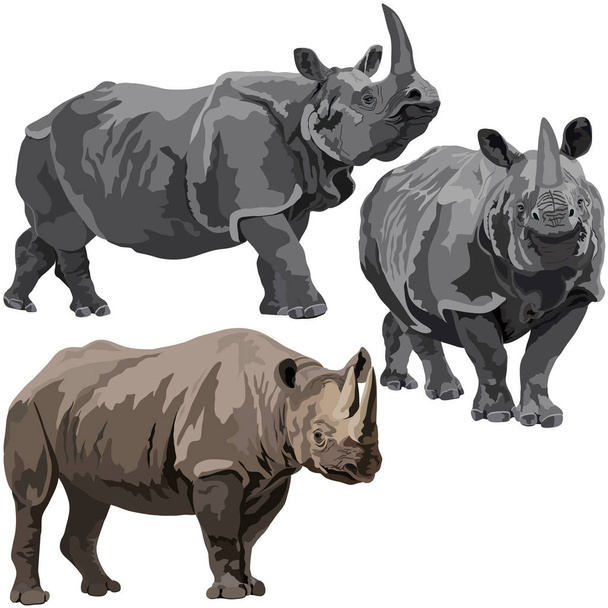 Rinoceronte nero e indiano
 - Vettoriali, immagini