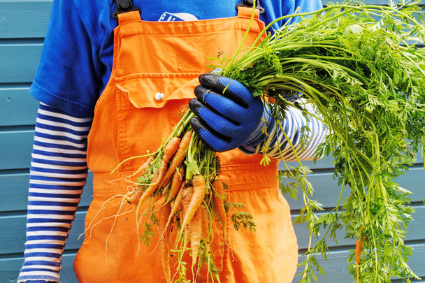 Farmer kezek kesztyűben frissen szedett zöldségekkel. Organikus zöldségek. Sárgarépa. - Fotó, kép