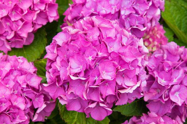 close-up de hortênsias naturais em floração, flores
 - Foto, Imagem