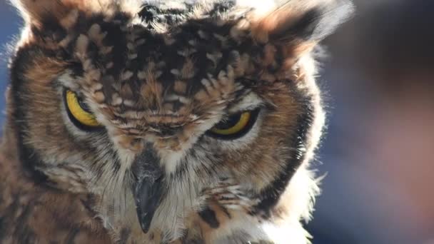 Owl turning its head and staring - Footage, Video