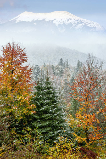 pierwszy śnieg w lesie w górach - Zdjęcie, obraz