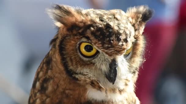 Owl turning its head and looking around at a bird show - Footage, Video