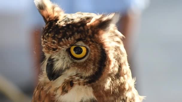 Owl turning its head at a bird show - Footage, Video