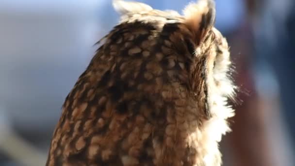 A bagoly elfordítja a fejét és kukucskál egy madárkiállításon. - Felvétel, videó