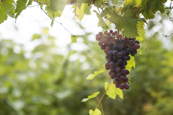 Gran racimo de uvas cuelgan de una vid, Primer plano de uvas de vino tinto
 - Foto, imagen