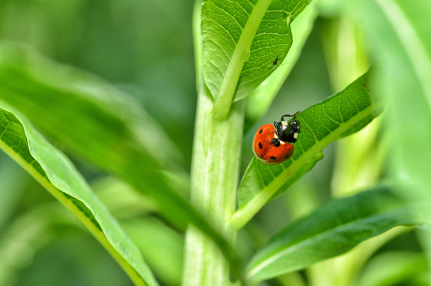 Ladybug on the plant flower. - Photo, Image