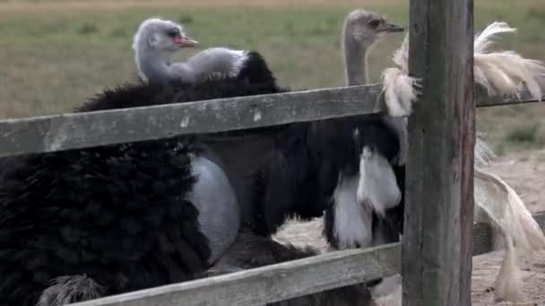 Cute big ostrich at breeding farm. - Materiaali, video