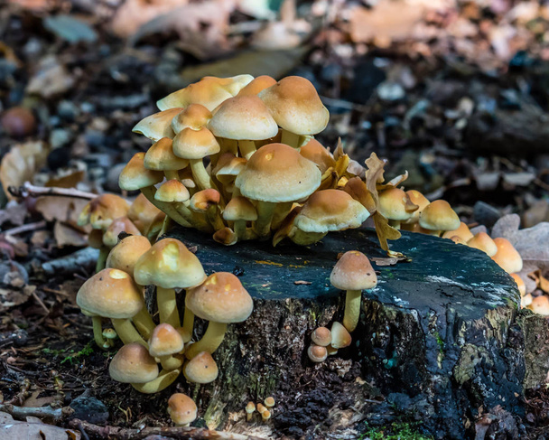 makró fénykép közelről szép gomba az erdőben ősszel - Fotó, kép