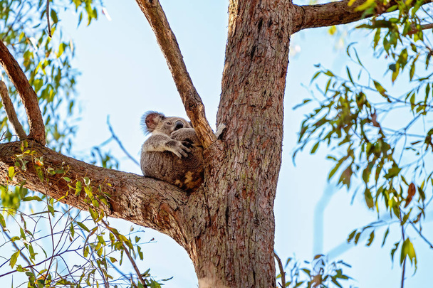 木に座っているオーストラリアのコアラが抱きしめるのはジョーイ - 写真・画像