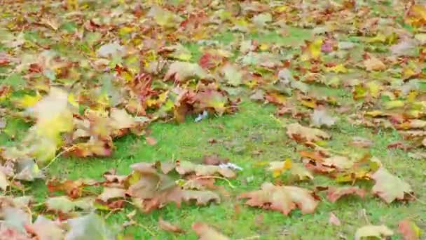 belas folhas de bordo secas caídas na grama verde balançam no vento em um dia nublado no outono
 - Filmagem, Vídeo