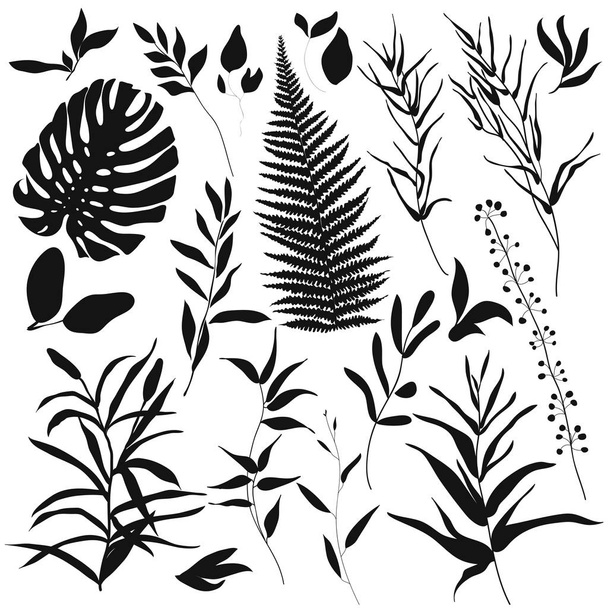 Big set silhouettes botanic elements. Branches, leaves, herbs, wild plants, trees - Vector, Image