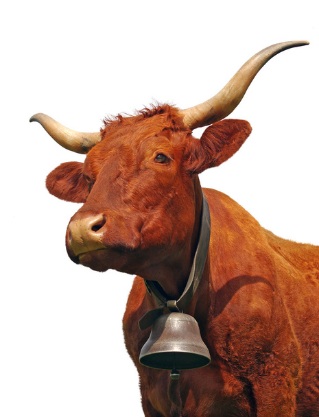 Portrait de vache
 - Photo, image