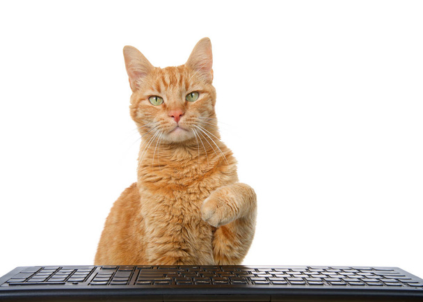 μια χνουδωτή πορτοκαλί γάτα που φθάνει πάνω από ένα πληκτρολόγιο υπολογιστή απομονώνεται σε λευκό φόντο, κοιτάζοντας απευθείας στο θεατή.  - Φωτογραφία, εικόνα