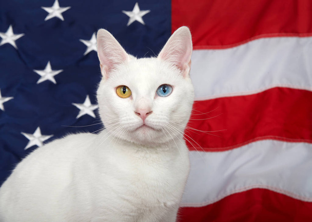 Ritratto di un gatto bianco con eterocromia (occhi dispari) che guarda direttamente lo spettatore. Bandiera americana sullo sfondo. Tema animale patriottico
. - Foto, immagini